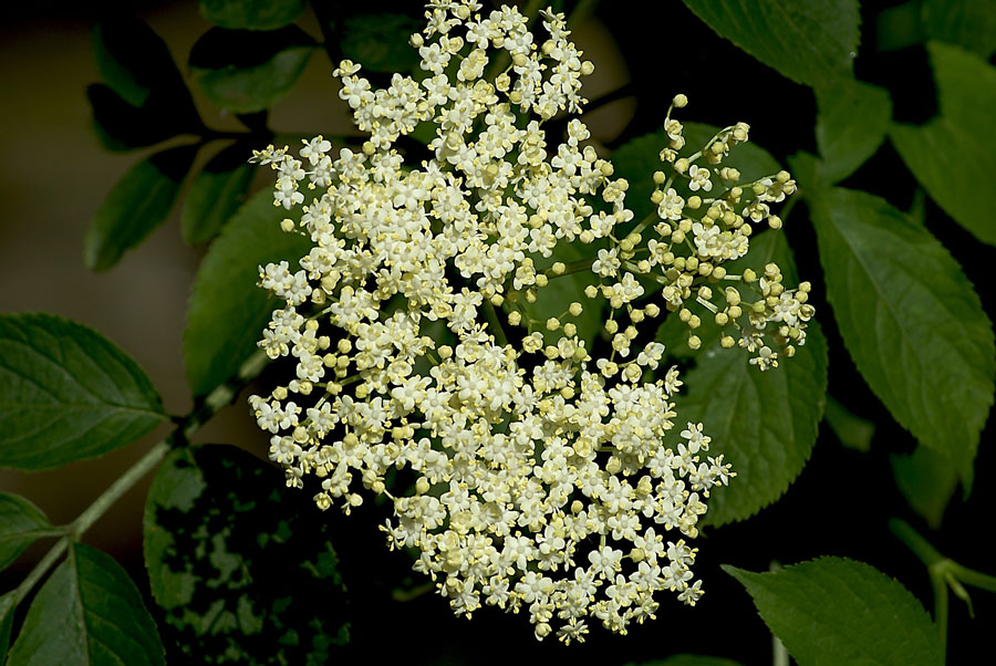 Uroda natura Bez